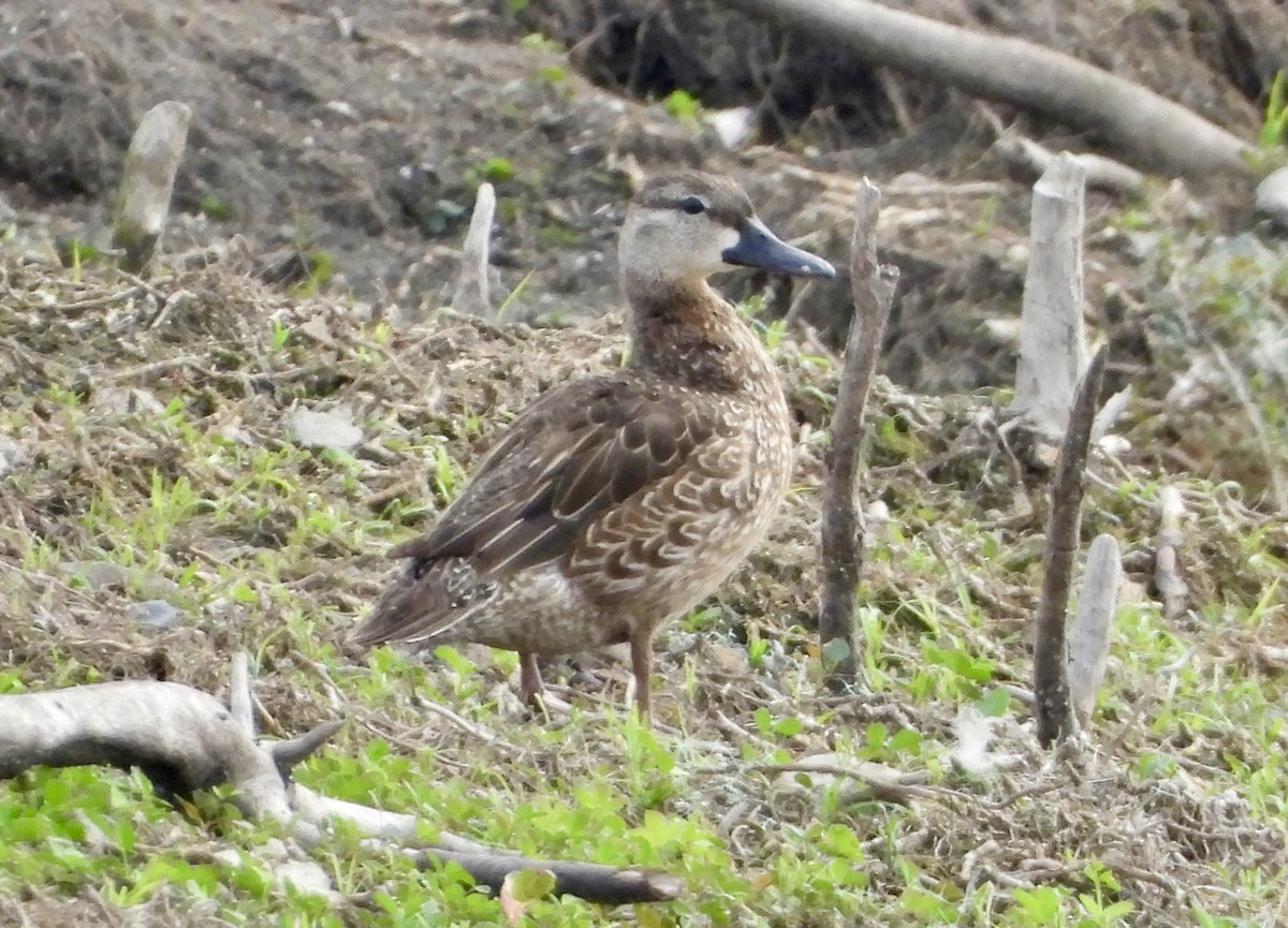 Blue-winged Teal - Carolyn Lueck