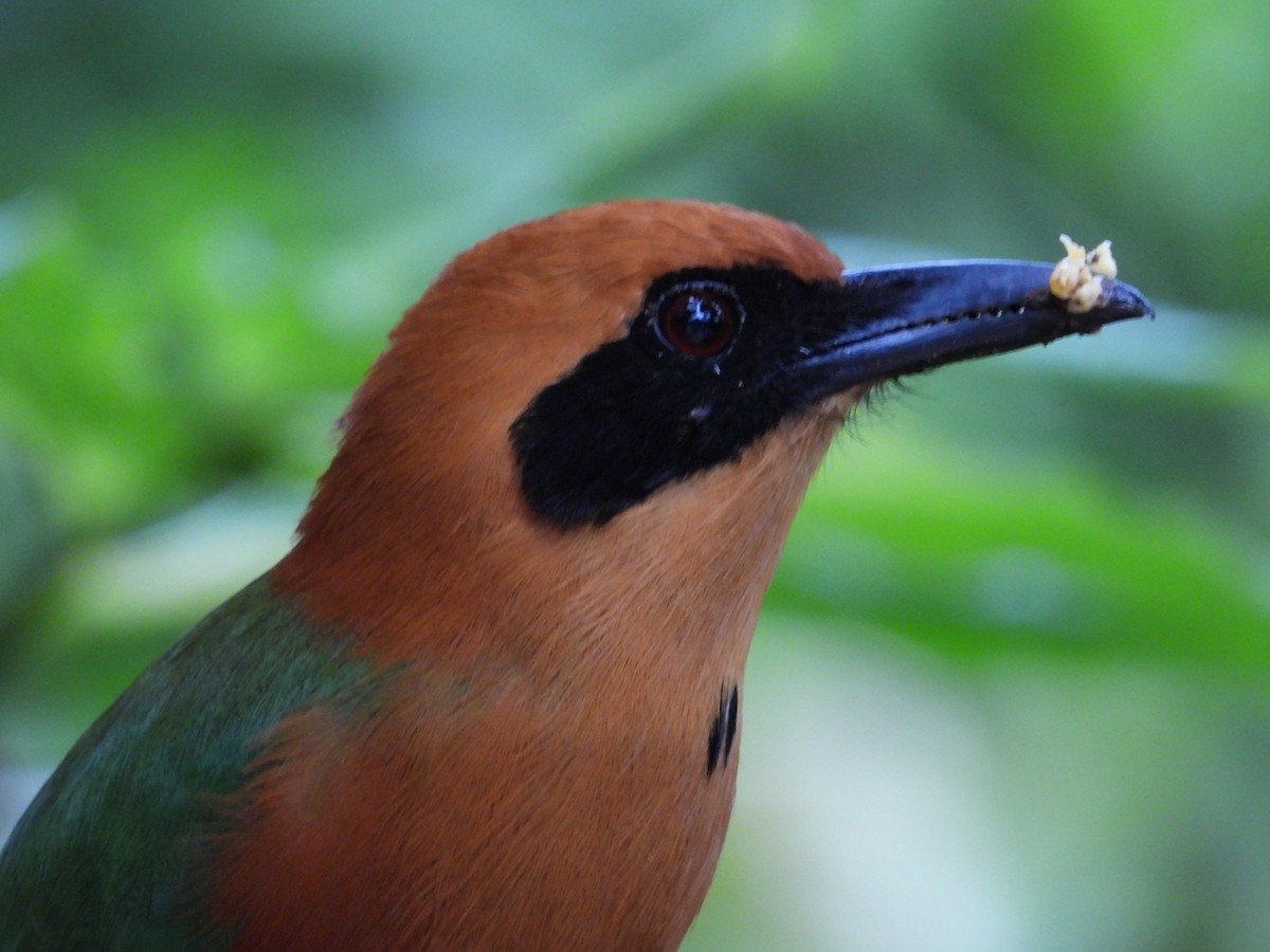 Rufous Motmot - Francisco Sornoza