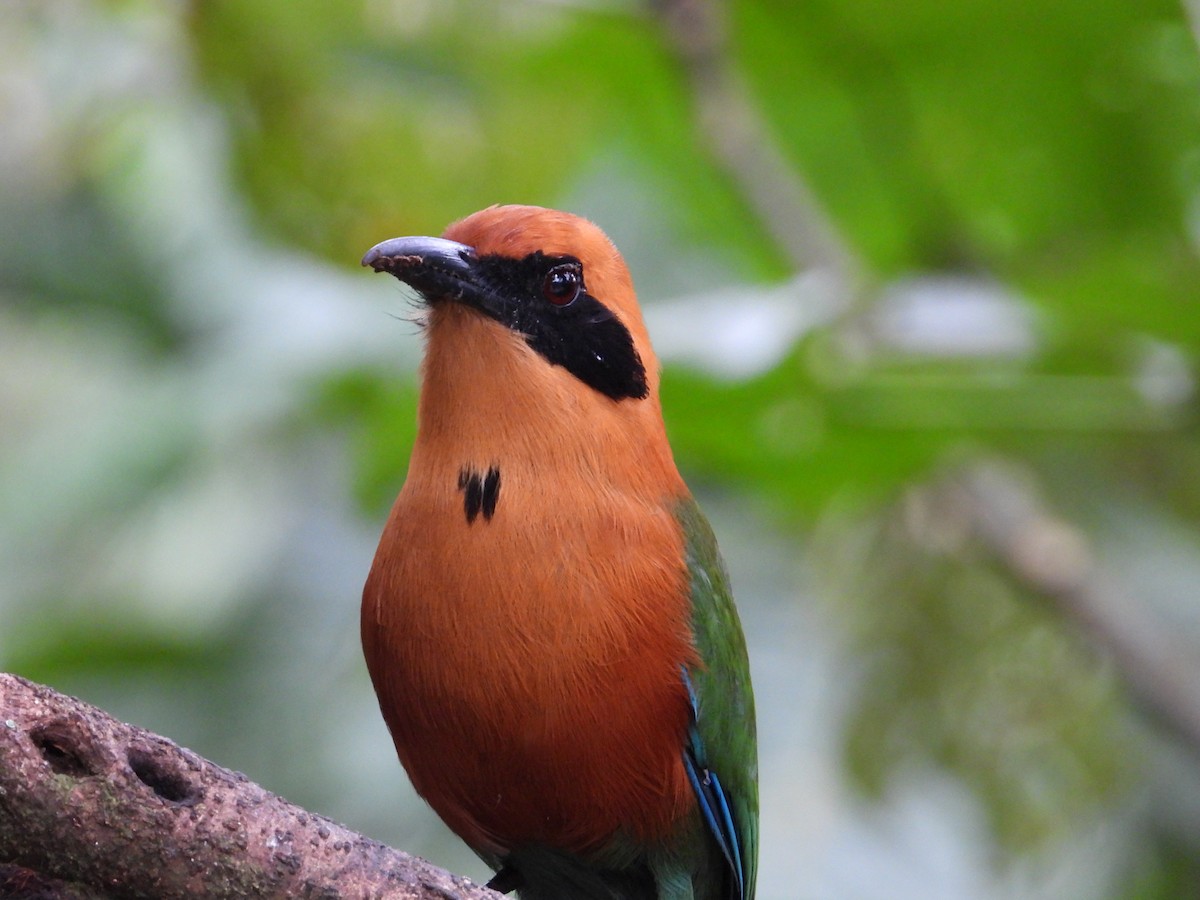 Rufous Motmot - Francisco Sornoza