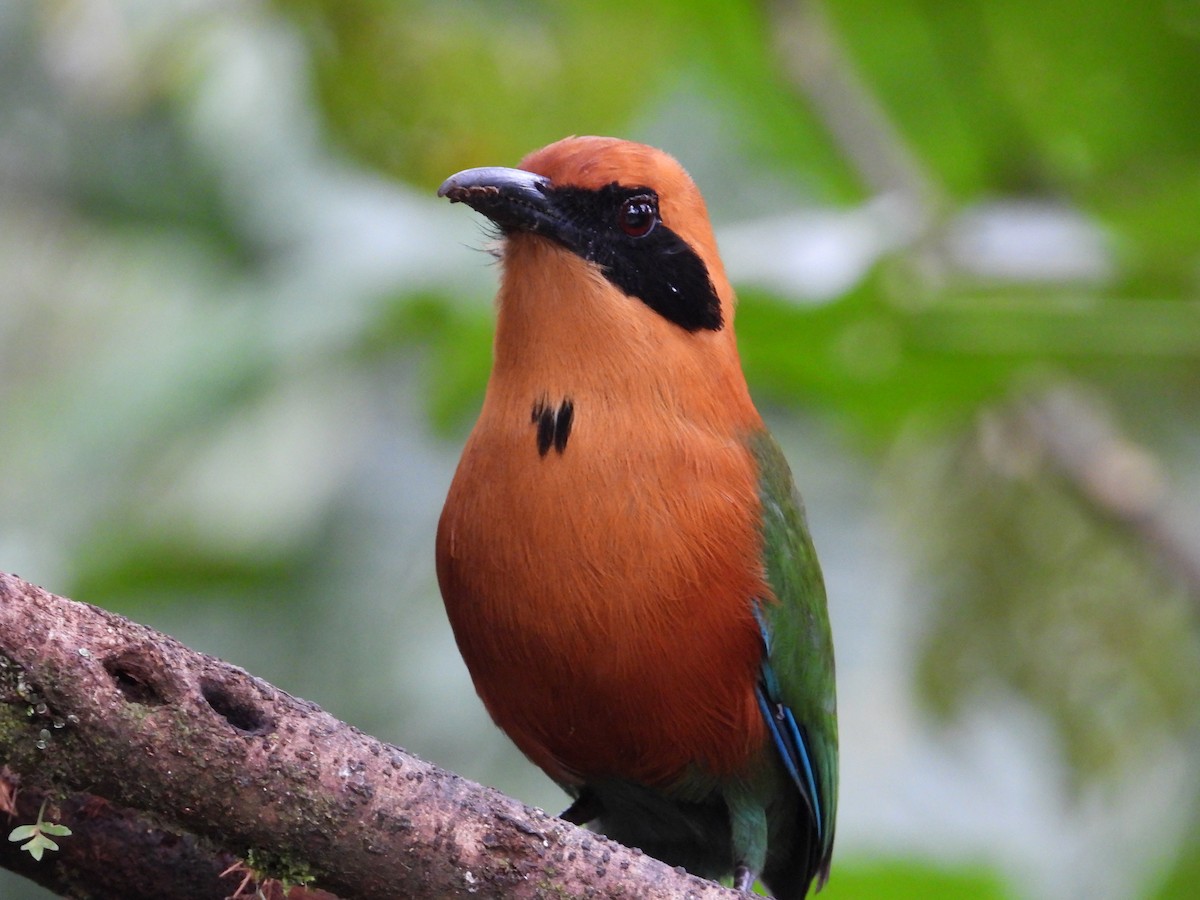 Rufous Motmot - Francisco Sornoza