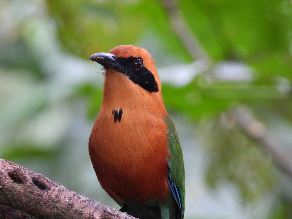 Rufous Motmot - Francisco Sornoza