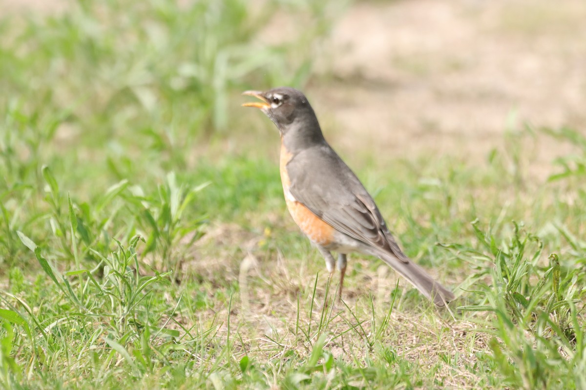 American Robin - ML619425392