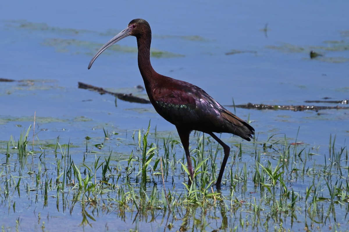 White-faced Ibis - Joe Cochran