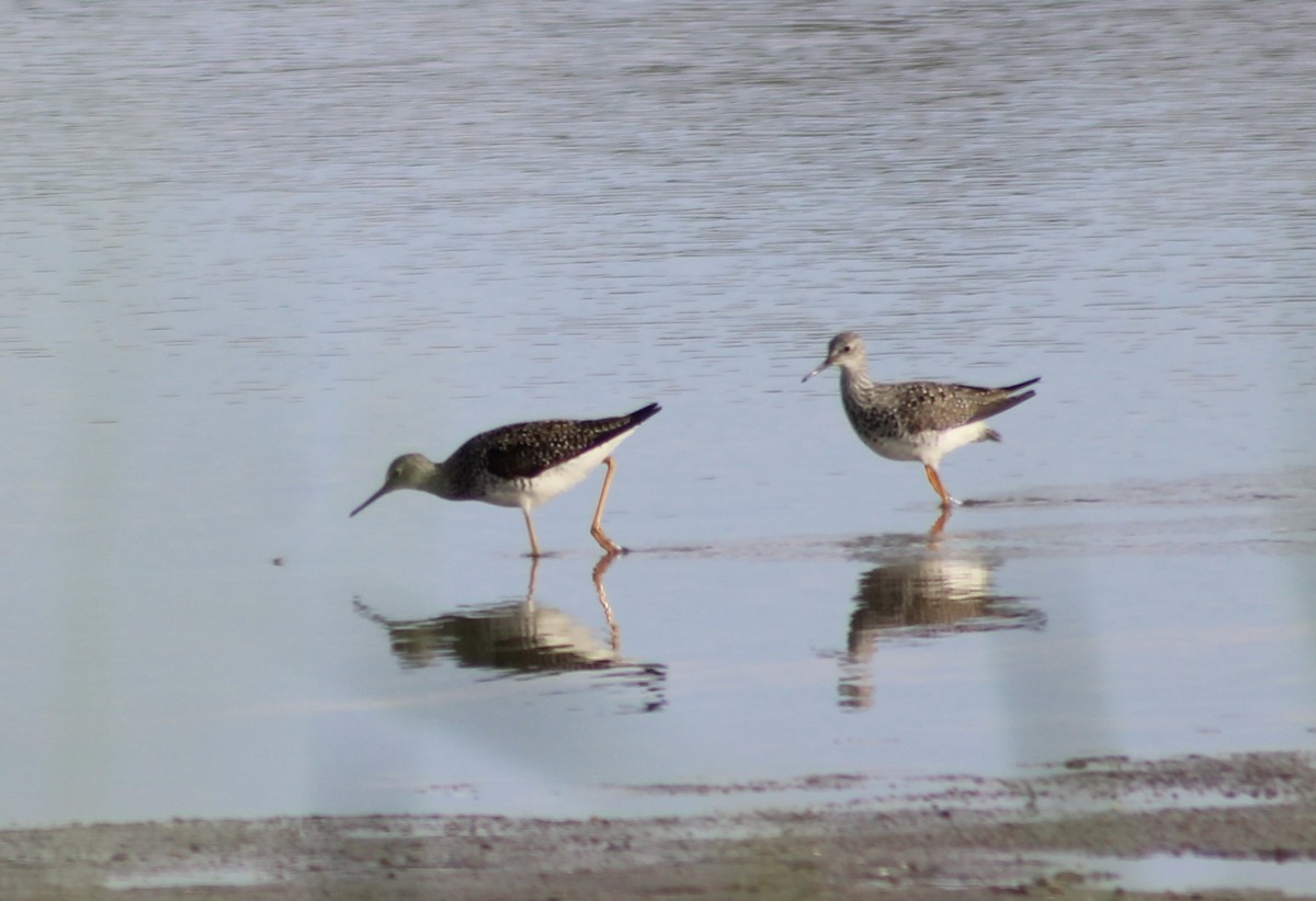 Lesser Yellowlegs - kim nordquest