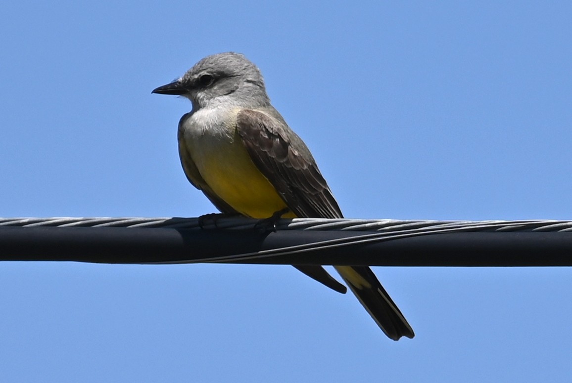 Western Kingbird - Joe Cochran