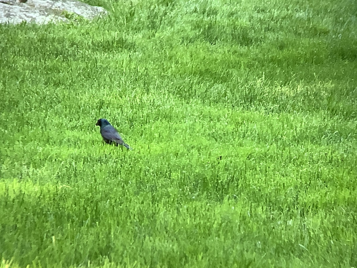 Common Grackle - Vivian Young