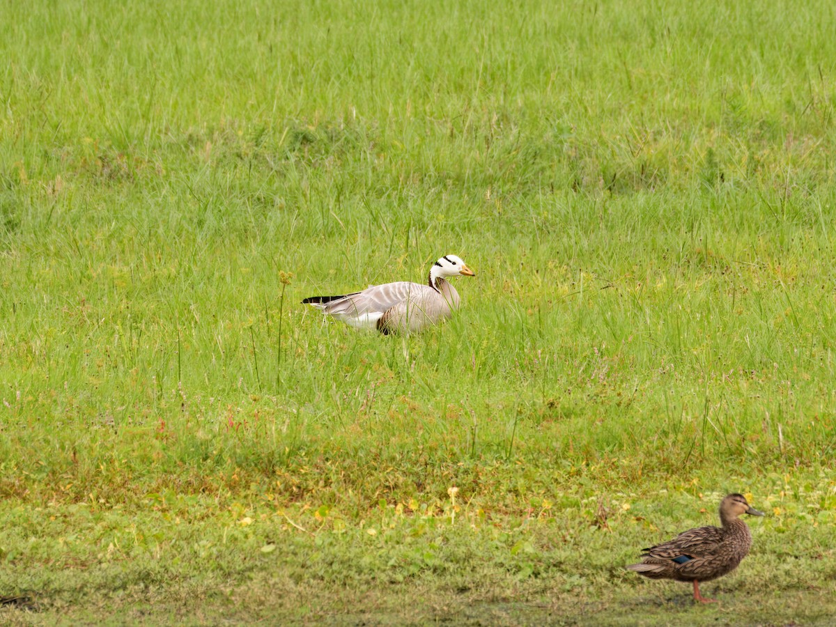 Bar-headed Goose - Brett Bickel