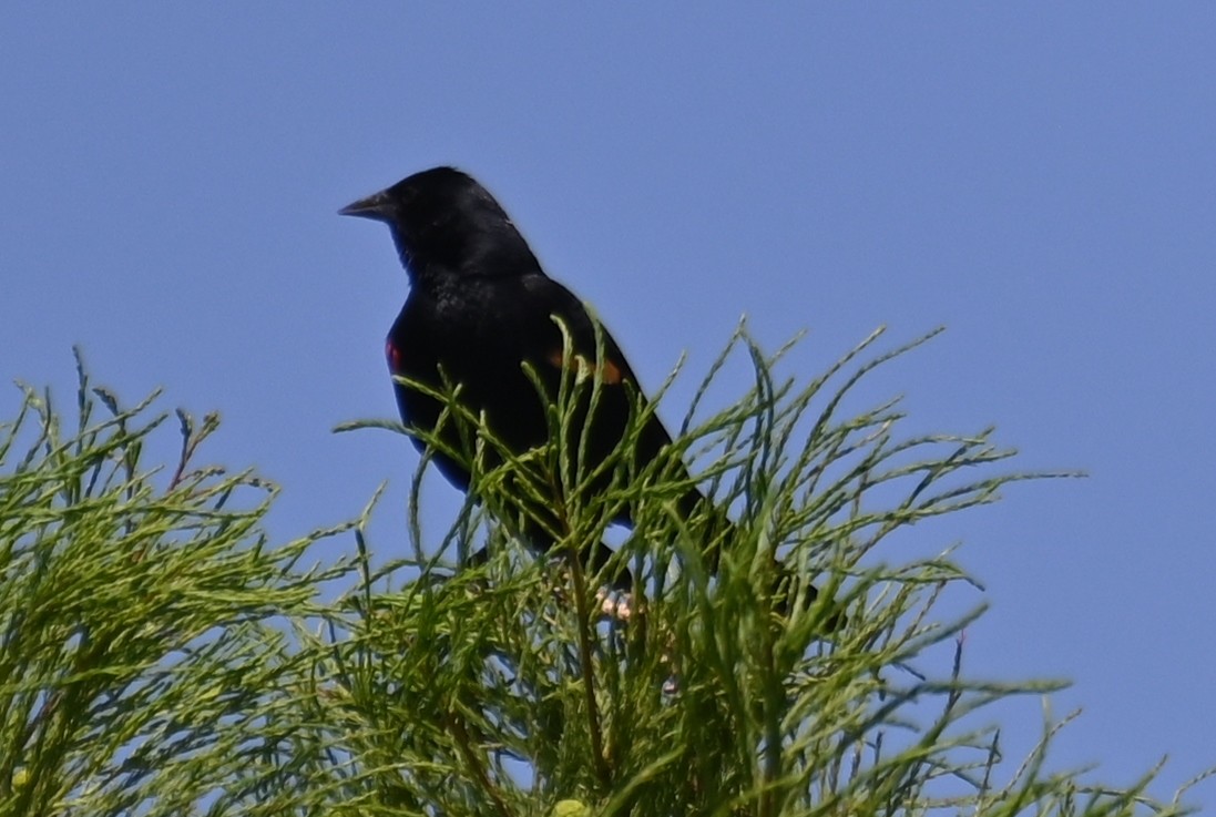 Red-winged Blackbird - Joe Cochran