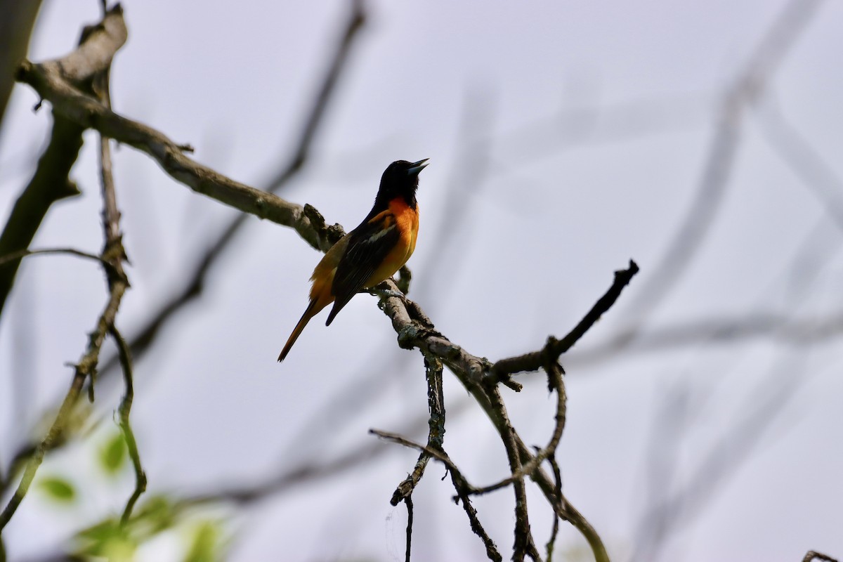 Baltimore Oriole - William Going