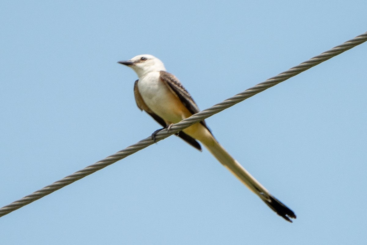 Scissor-tailed Flycatcher - Hoiman Low