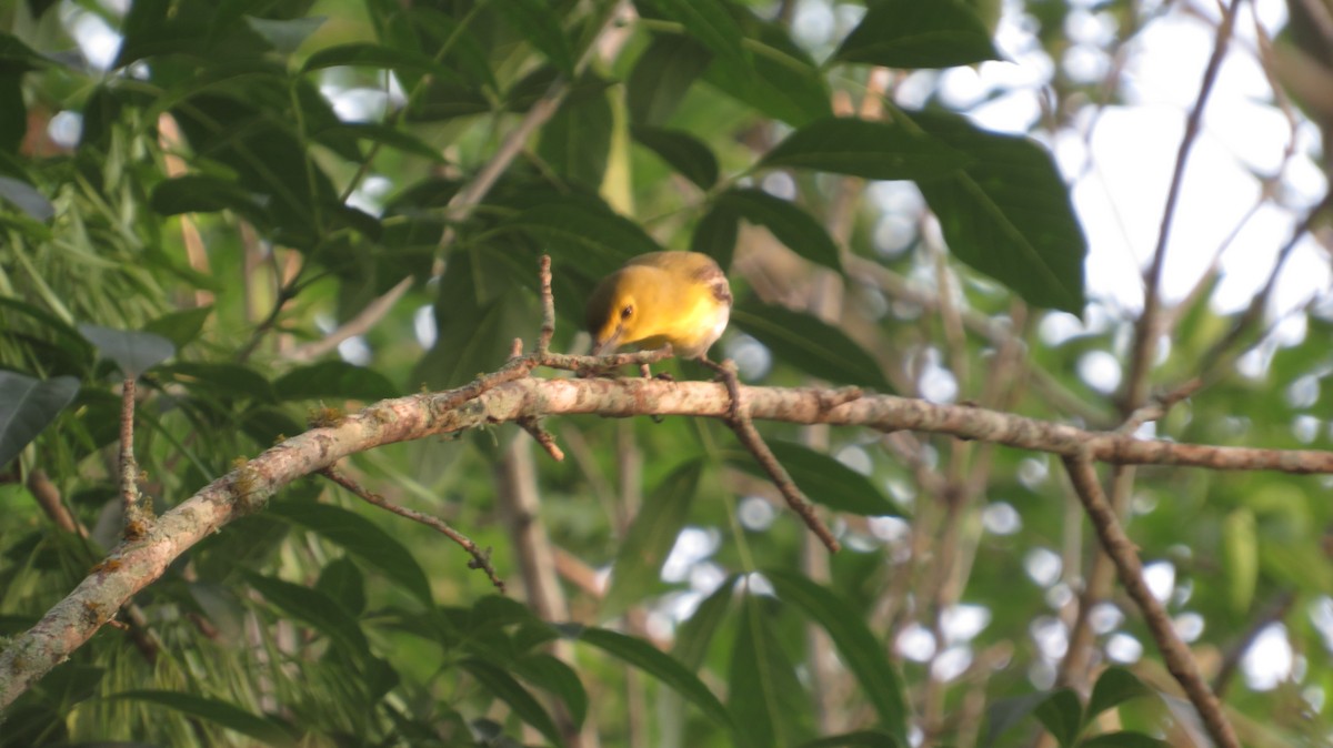 Yellow-throated Vireo - James P.