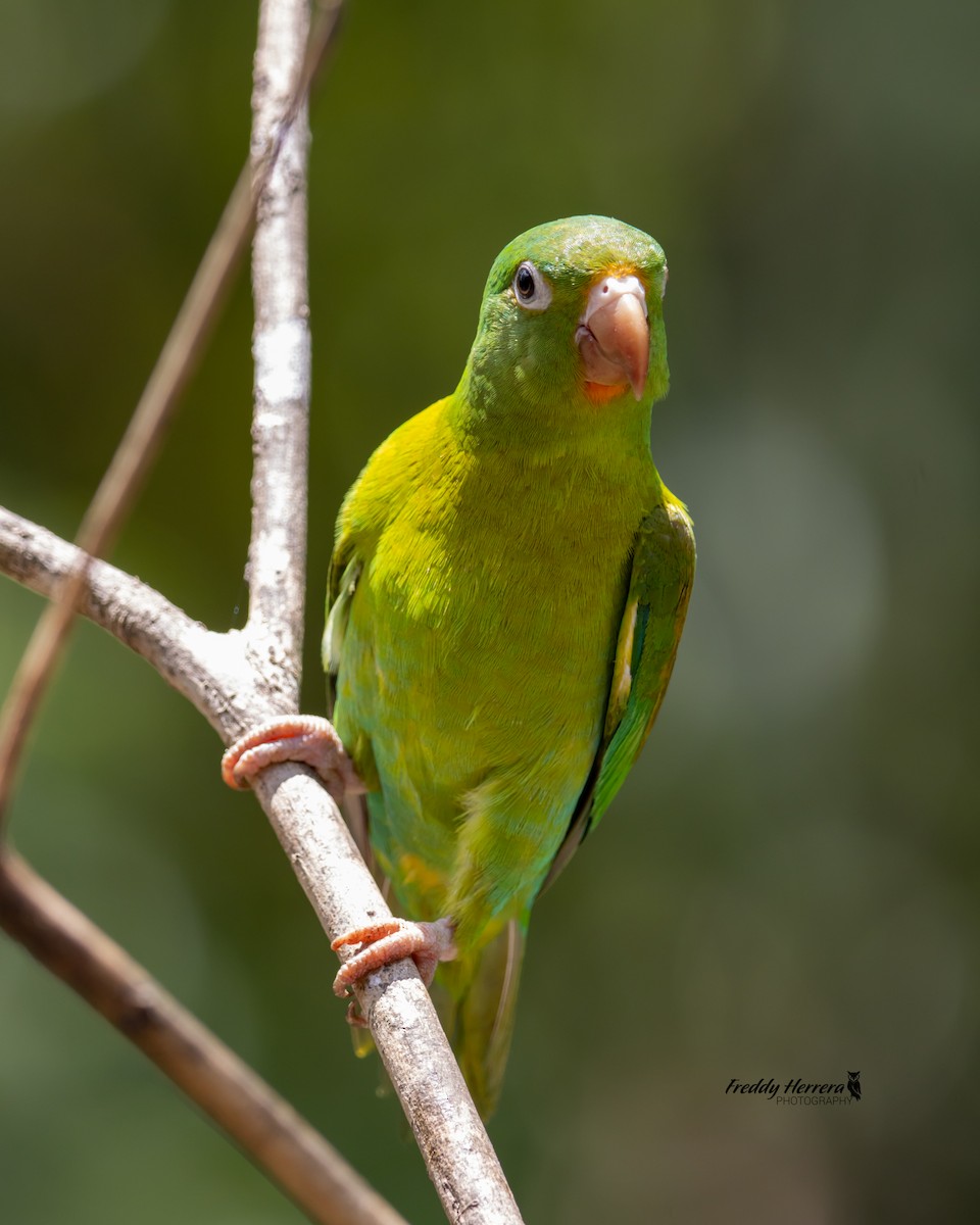 Orange-chinned Parakeet - Freddy Herrera