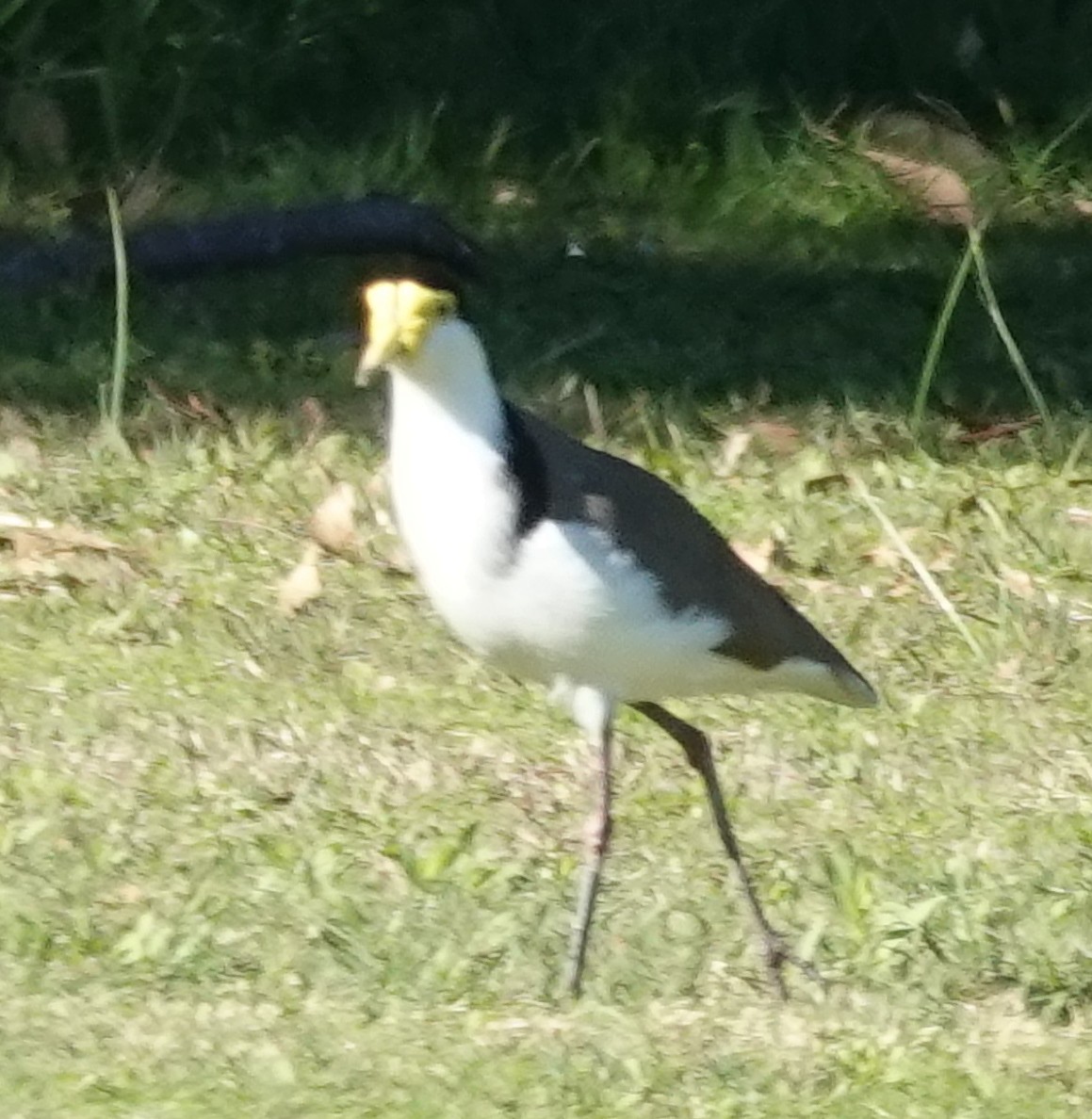 Masked Lapwing - Alan Coates