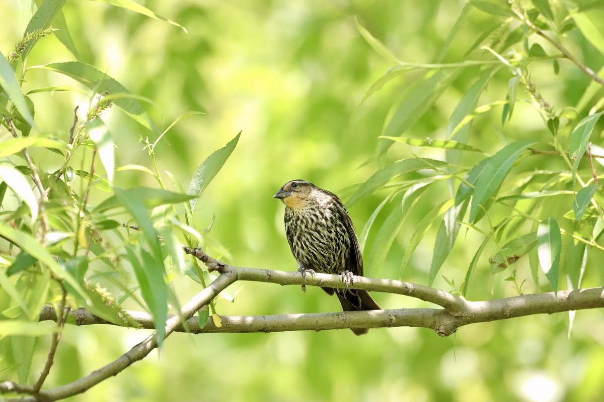 Red-winged Blackbird - William Going