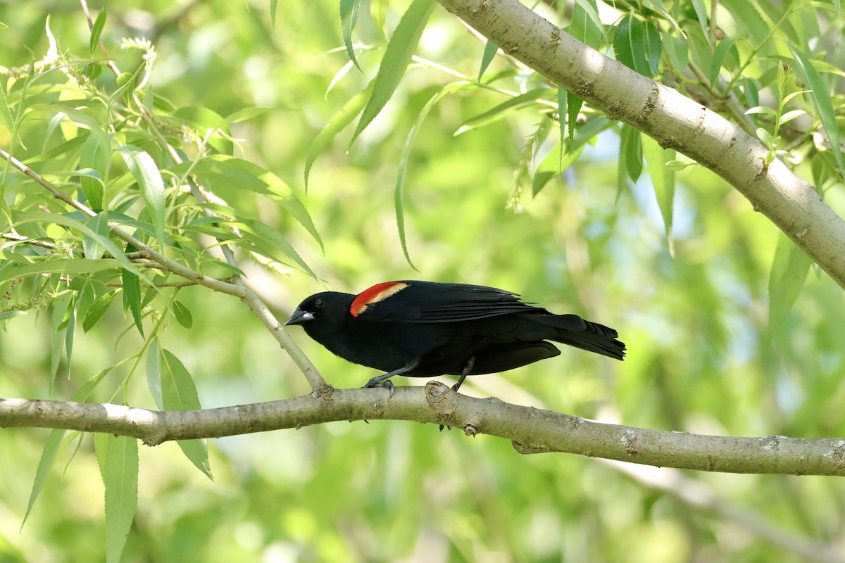 Red-winged Blackbird - William Going