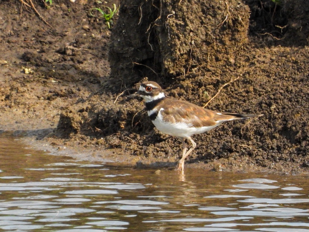 Killdeer - Ellen Star