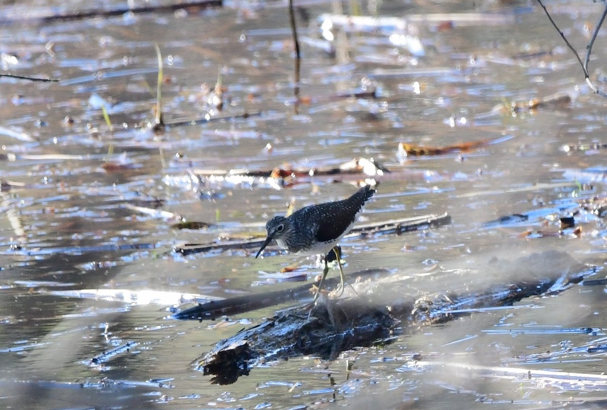 Solitary Sandpiper - Michele Chartier