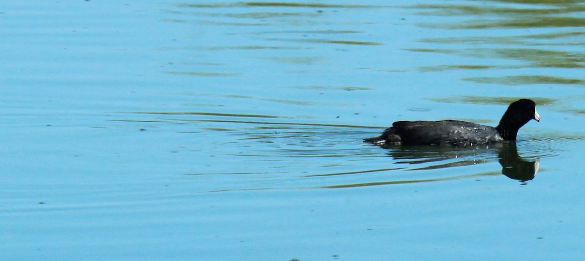 American Coot - Zoe Diacou