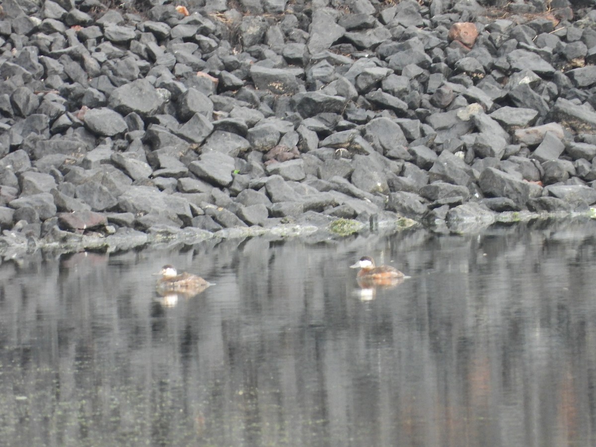 Ruddy Duck - ML619425459