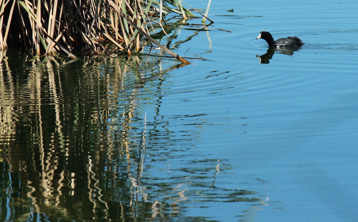 American Coot - Zoe Diacou