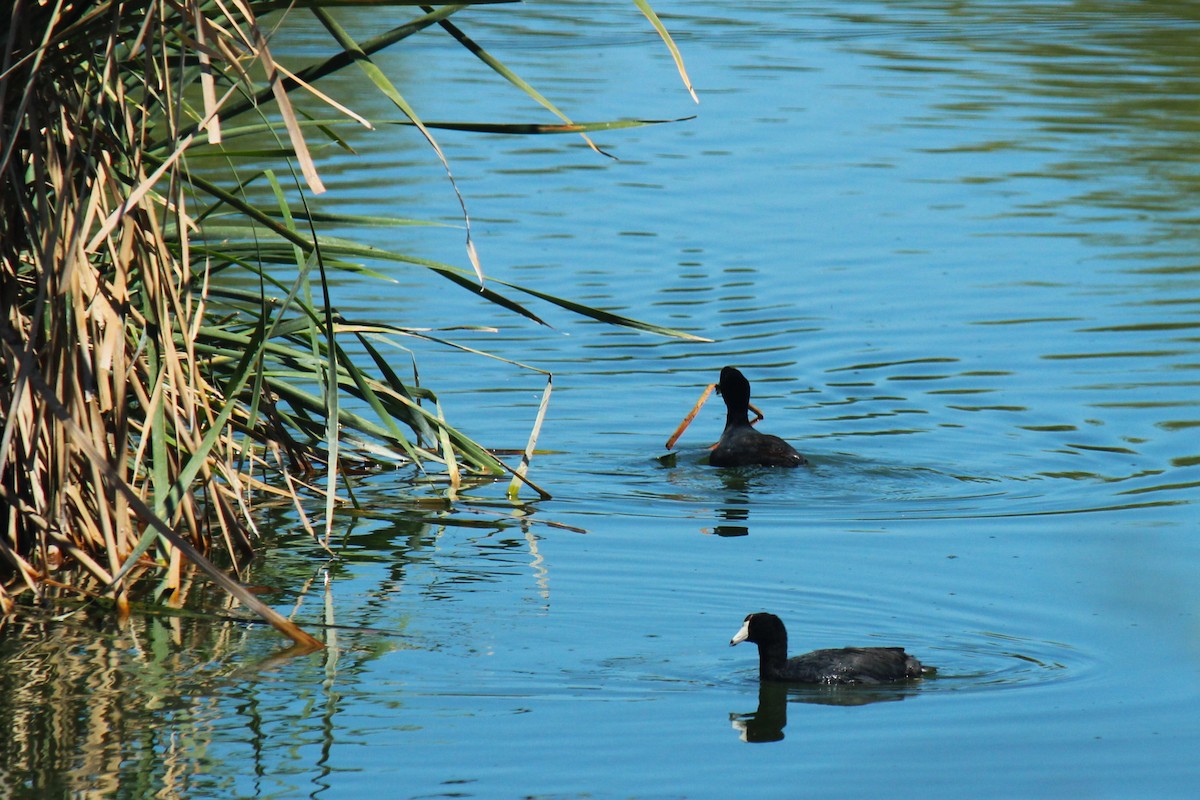 American Coot - Zoe Diacou