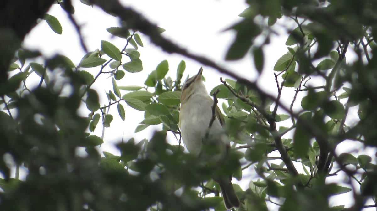 Red-eyed Vireo - James P.