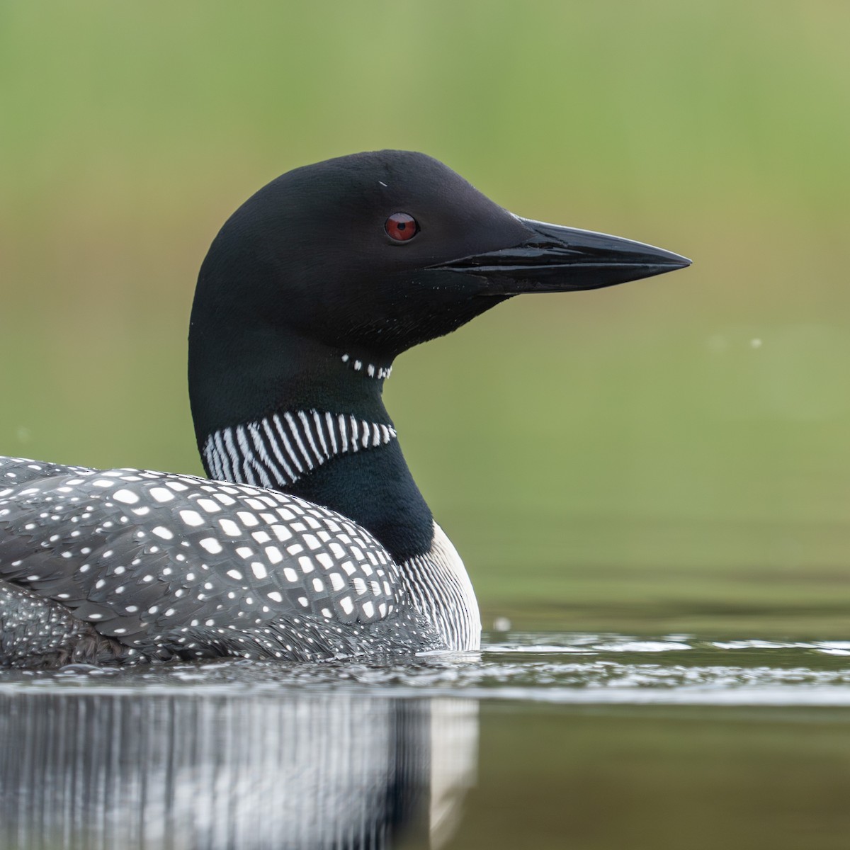 Common Loon - Bernard Rodrigue