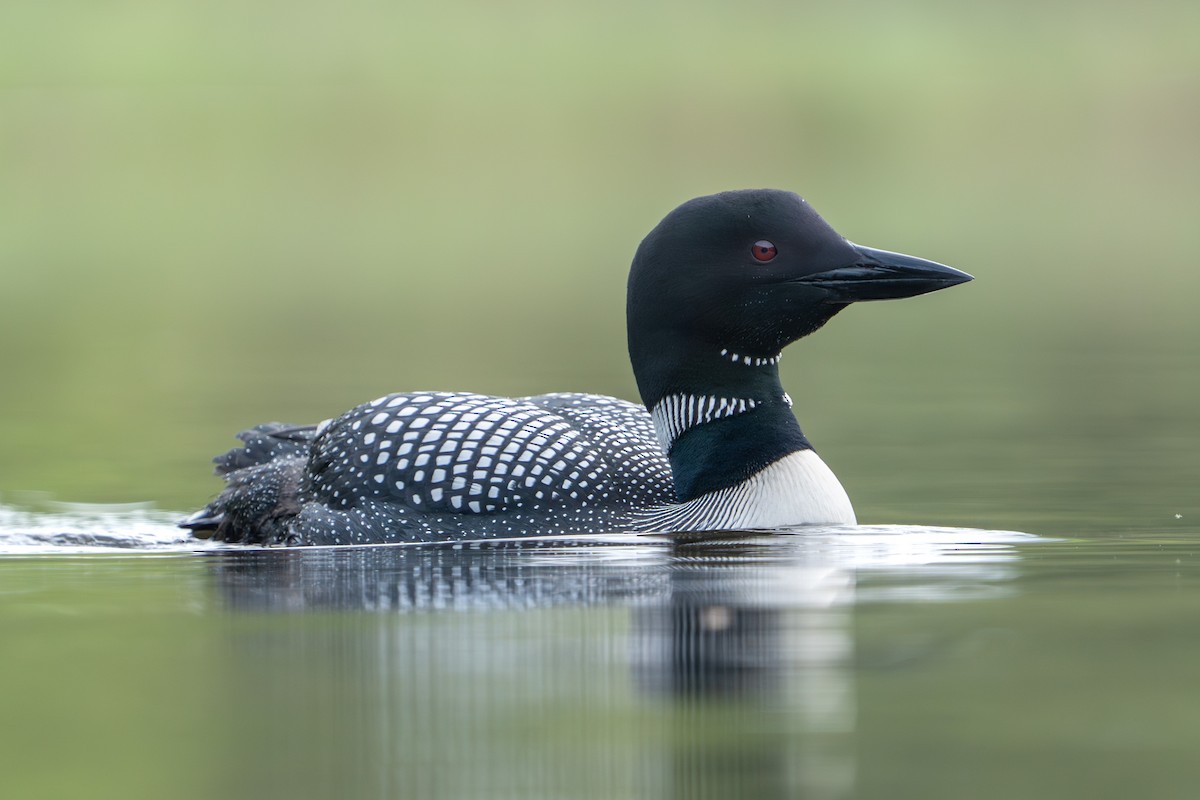 Common Loon - Bernard Rodrigue