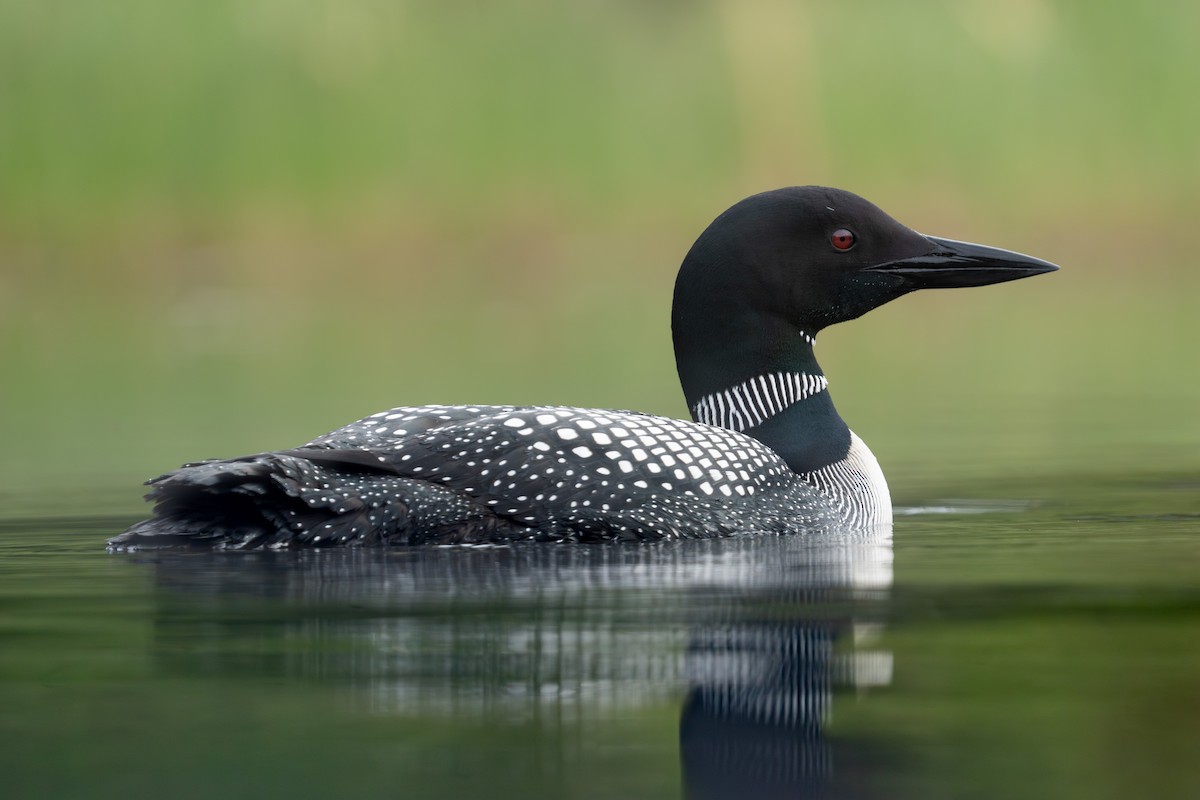 Common Loon - Bernard Rodrigue