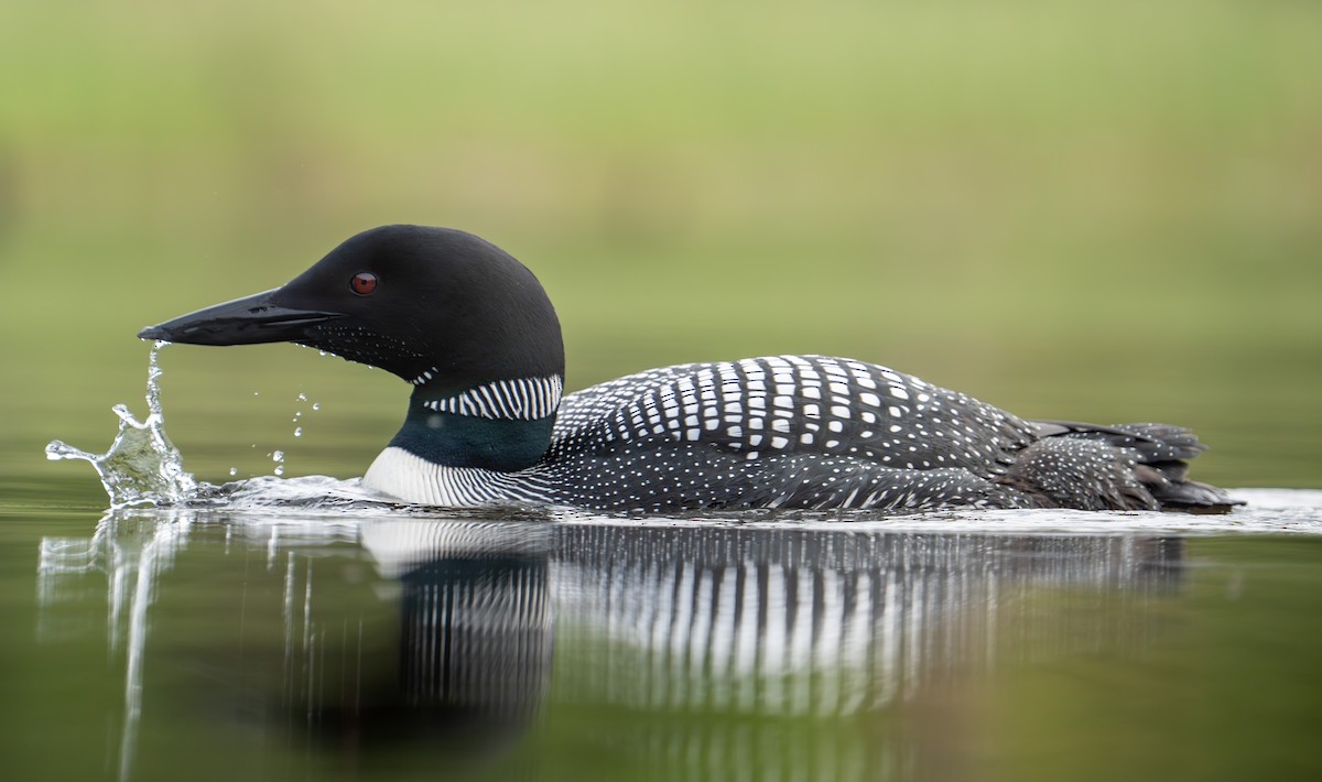 Common Loon - Bernard Rodrigue