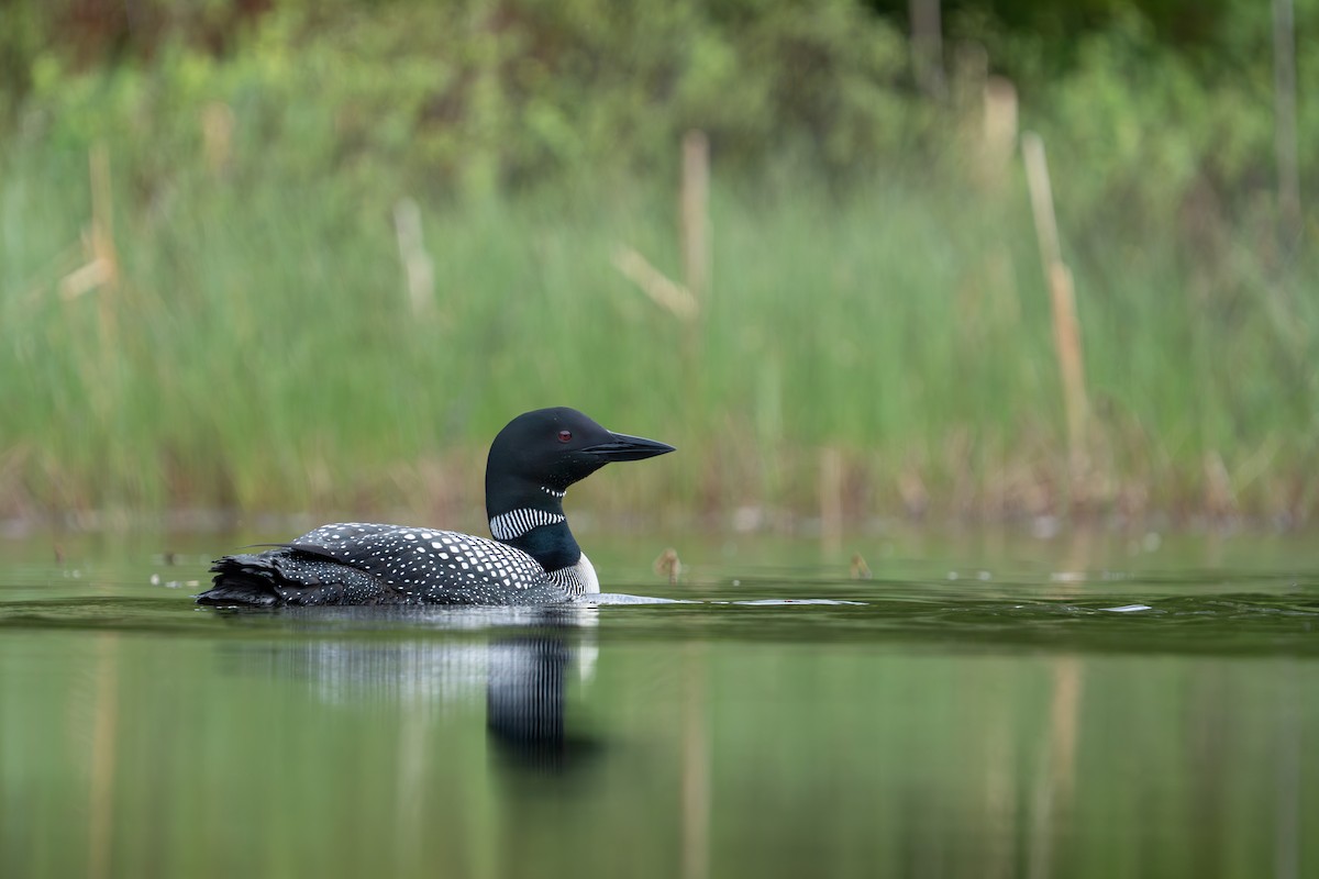 Common Loon - Bernard Rodrigue