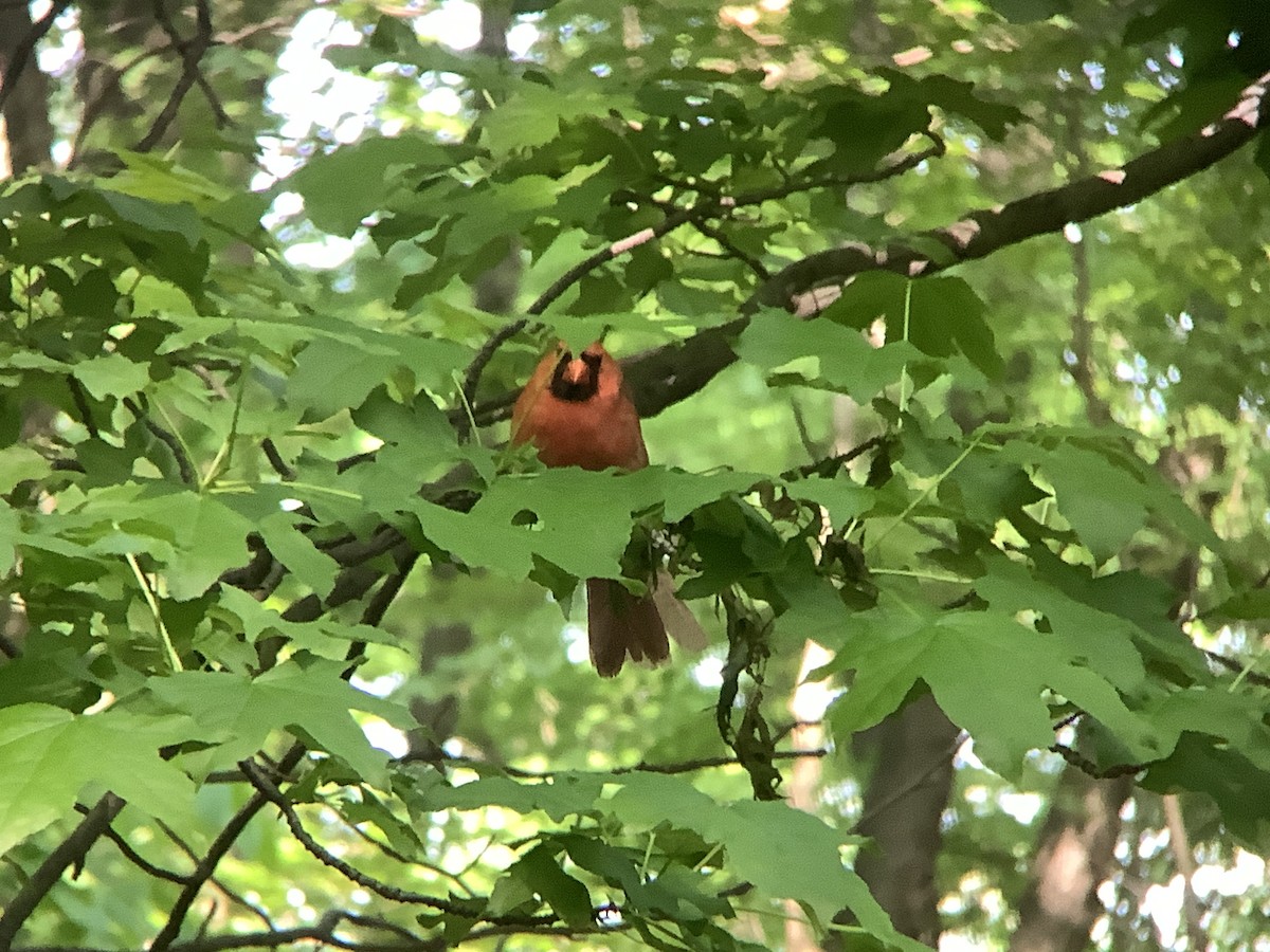 Northern Cardinal - Vivian Young