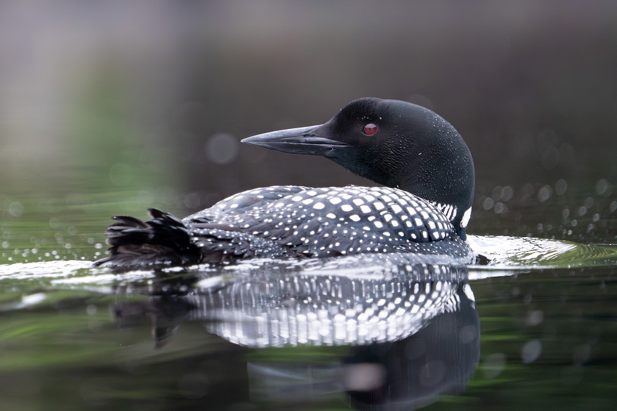 Common Loon - Bernard Rodrigue