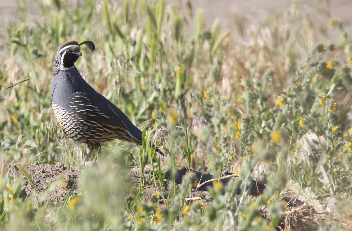 California Quail - ML619425488