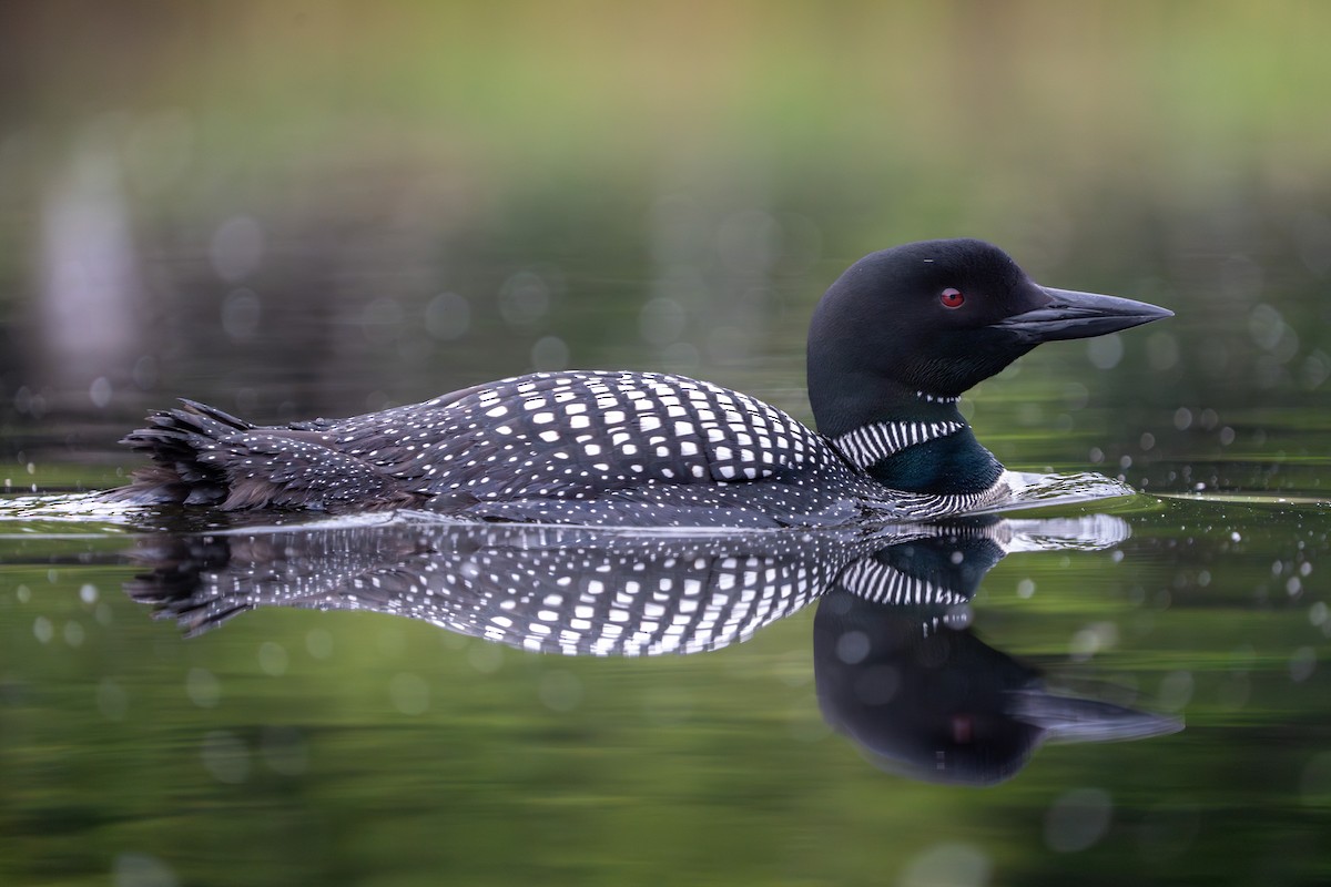 Common Loon - Bernard Rodrigue