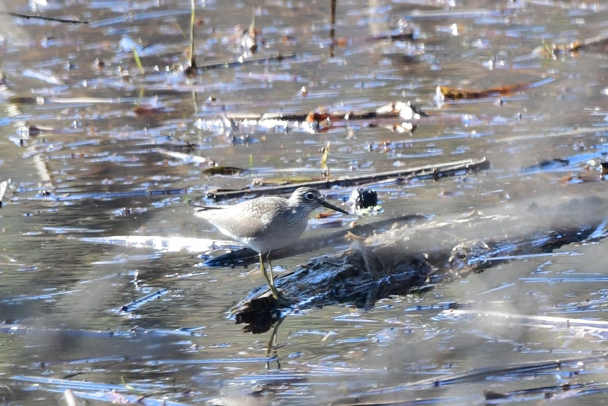 Solitary Sandpiper - Michele Chartier