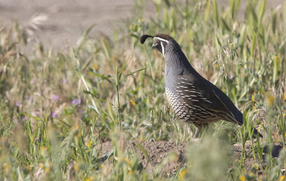 California Quail - Brent Angelo