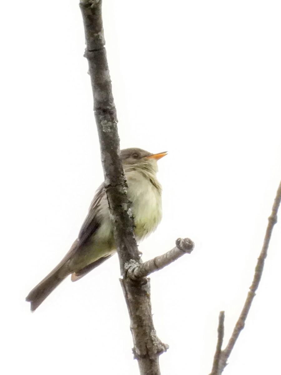 Eastern Wood-Pewee - Ellen Star