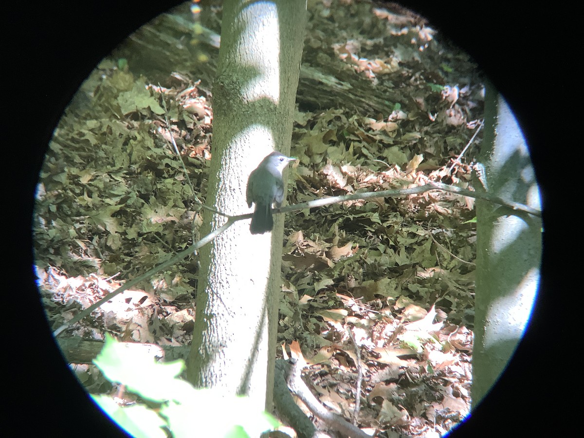 Gray Catbird - Vivian Young