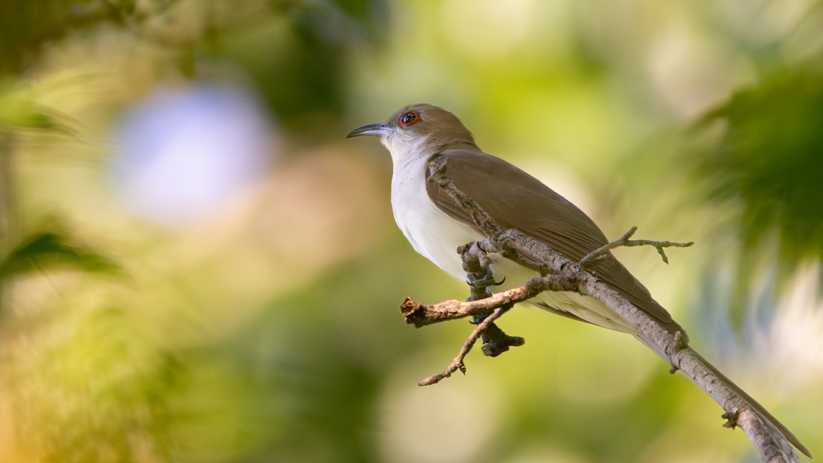 Black-billed Cuckoo - Arthur Mercado