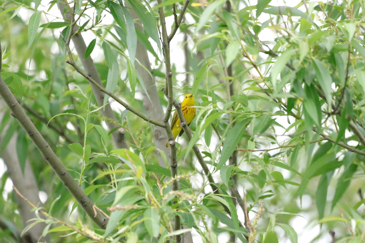 Yellow Warbler - William Going