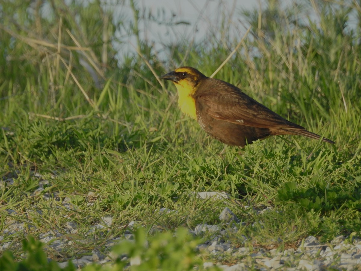 Yellow-headed Blackbird - ML619425515