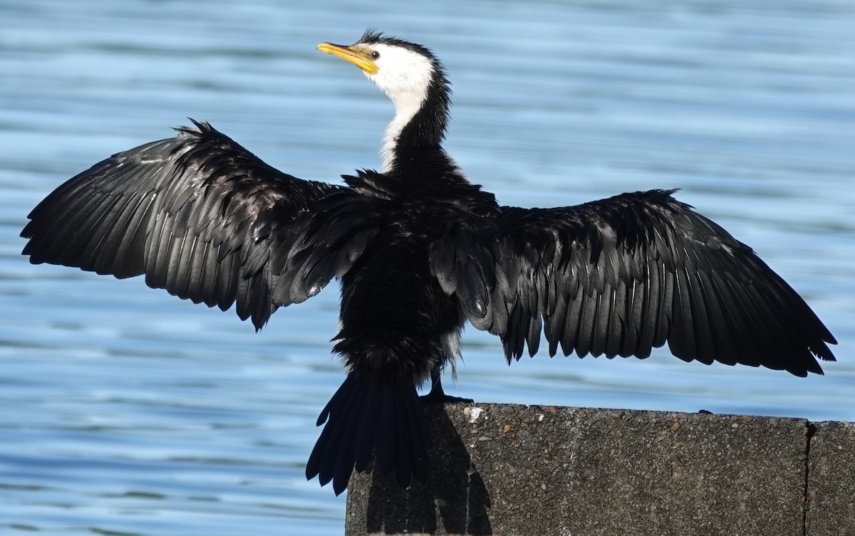 Little Pied Cormorant - Alan Coates