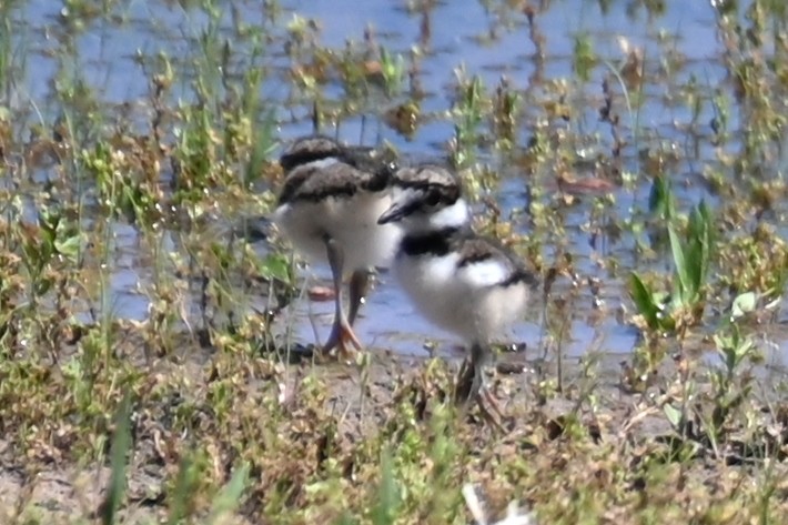 Killdeer - Joe Cochran