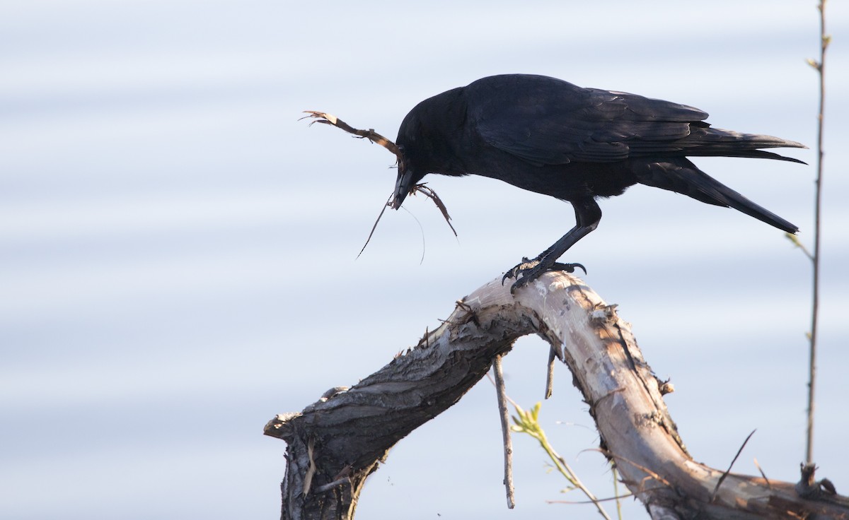 American Crow - Brent Angelo