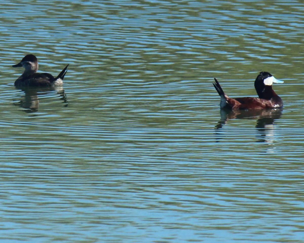 Ruddy Duck - Zoe Diacou