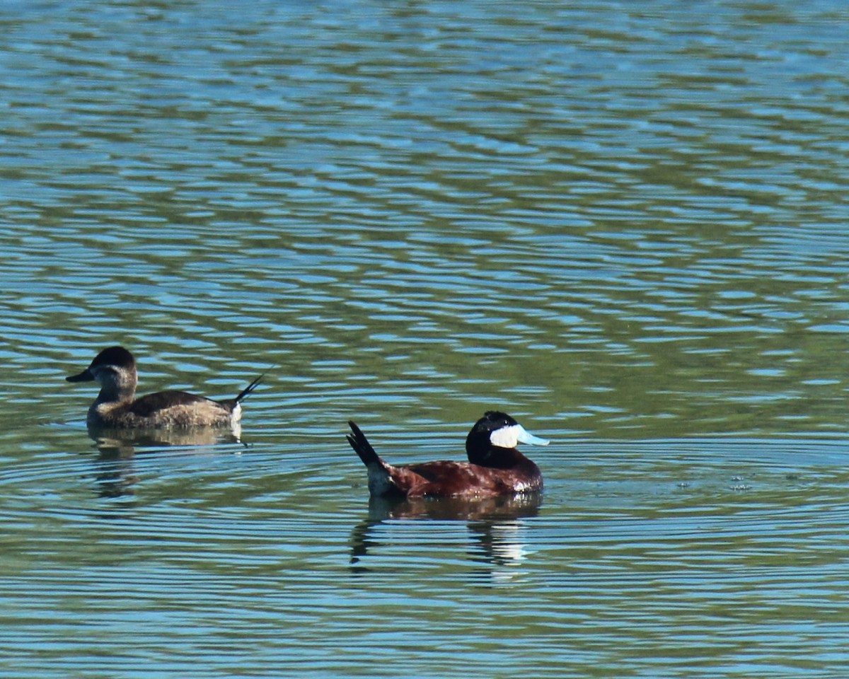 Ruddy Duck - Zoe Diacou