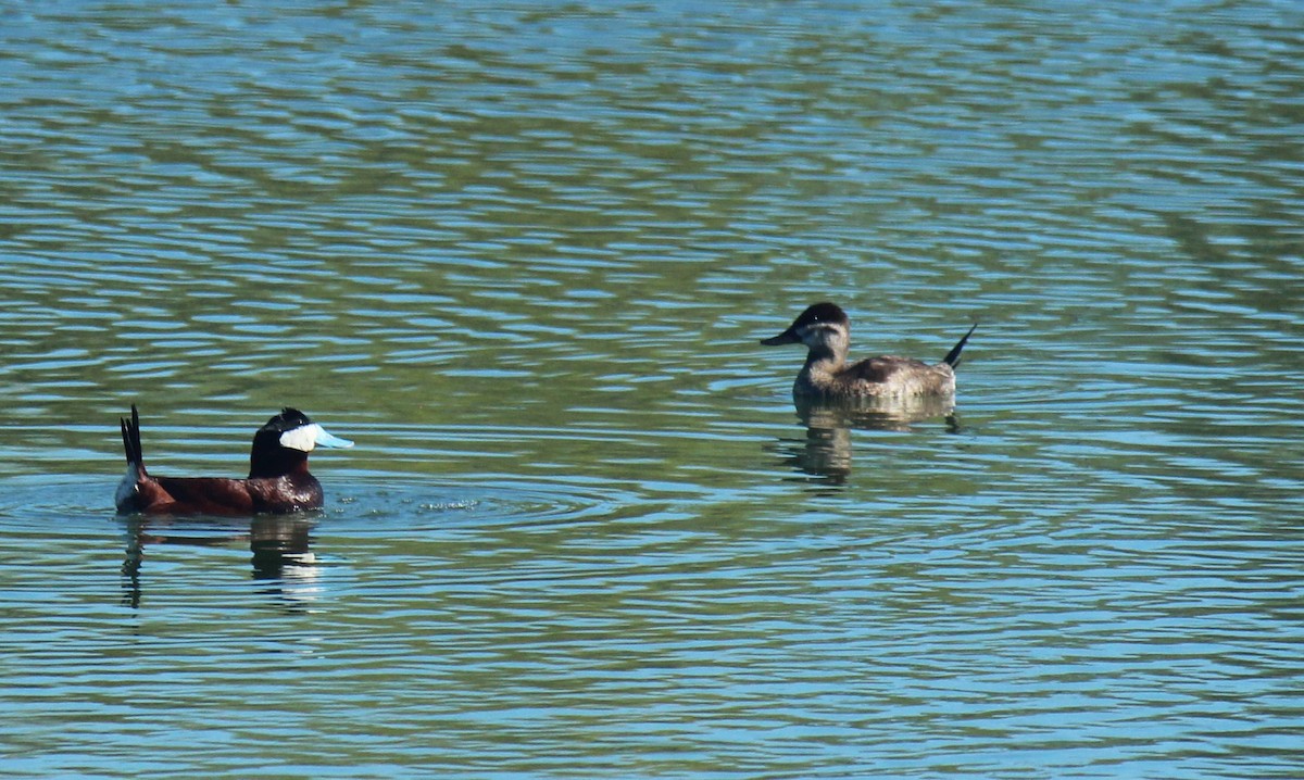 Ruddy Duck - Zoe Diacou