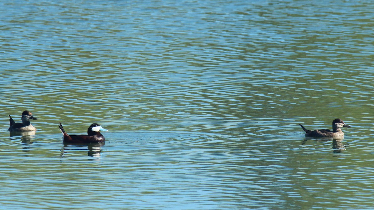 Ruddy Duck - Zoe Diacou