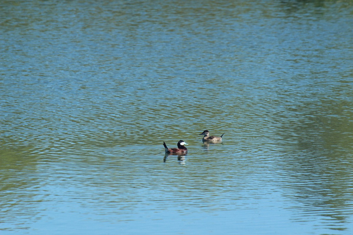 Ruddy Duck - Zoe Diacou